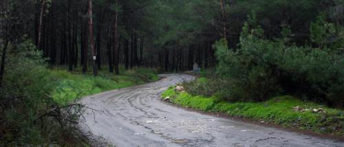 Winding Dirt Road